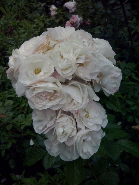 Bouquet Parfait - Trandafiri 2018-IV