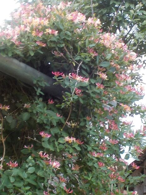  - lonicera