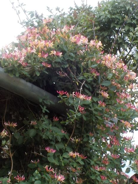  - lonicera