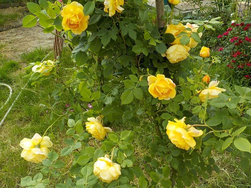  - golden celebration