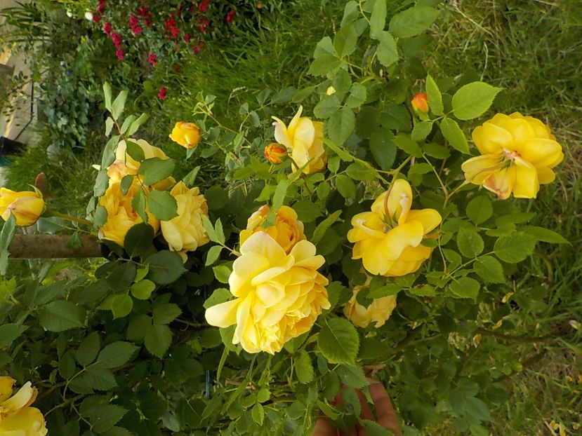  - golden celebration