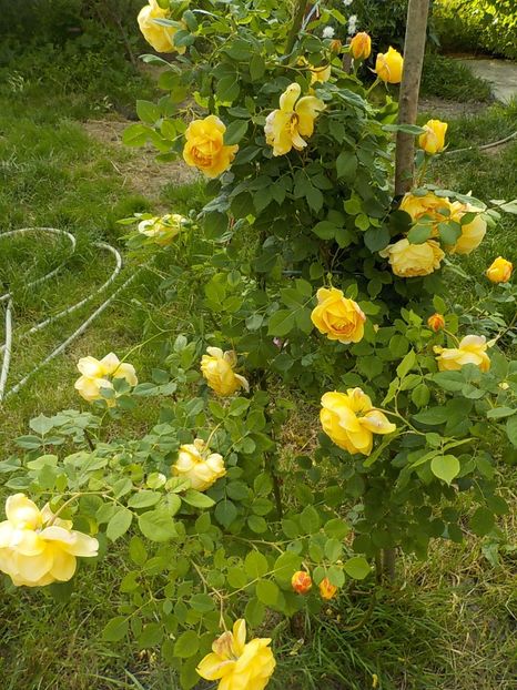  - golden celebration