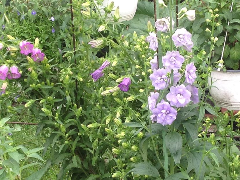  - Delphinium un nou inceput