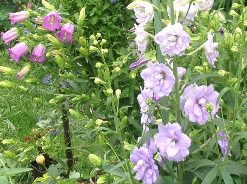  - Delphinium un nou inceput