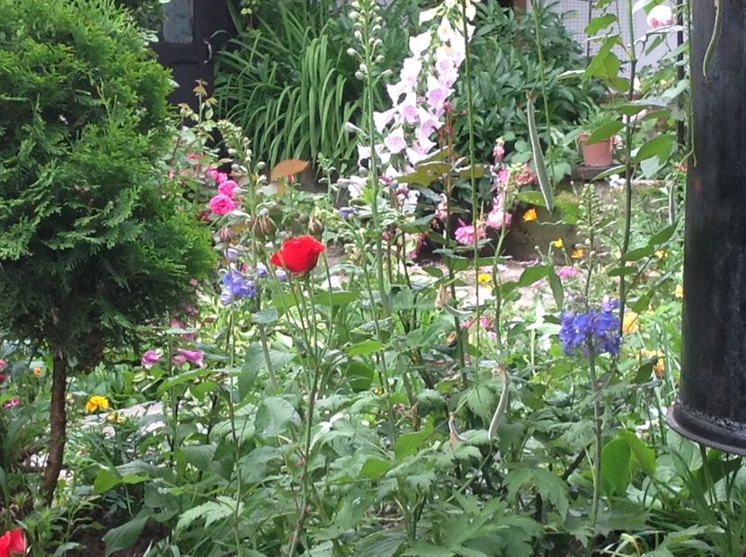  - Delphinium un nou inceput