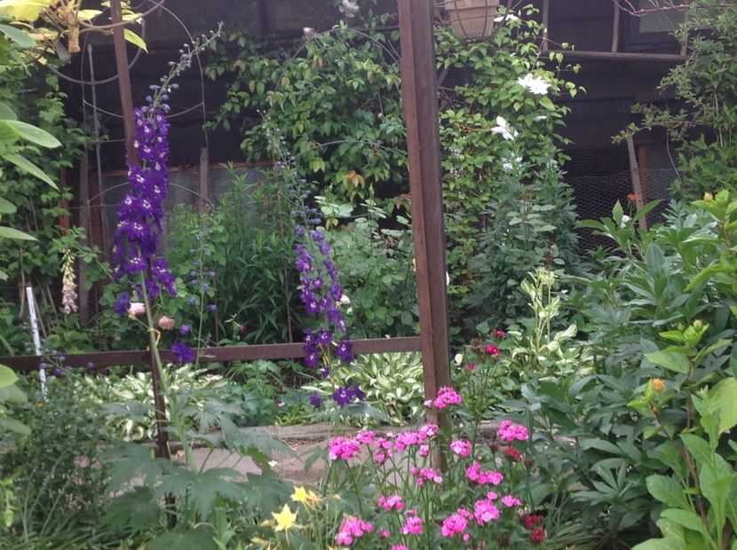  - Delphinium un nou inceput