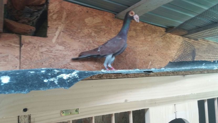 IMG-20180519-WA0047 - 18 Carieri 2019