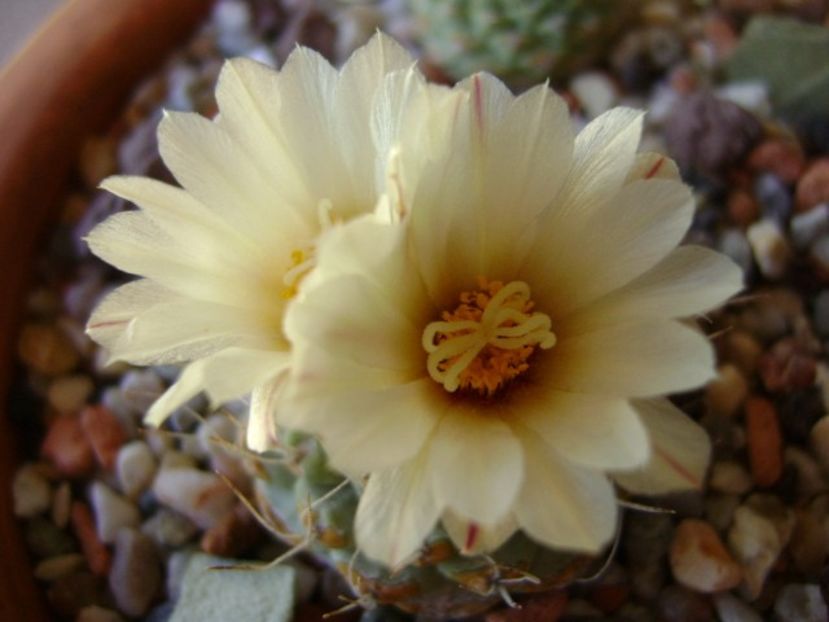 Strombocactus disciformis - Cactusi 2018 bis