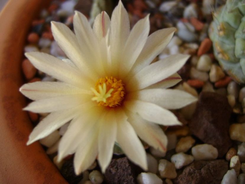 Strombocactus disciformis ssp. jarmillae, Vizzaron, Mx. - Cactusi 2018 bis