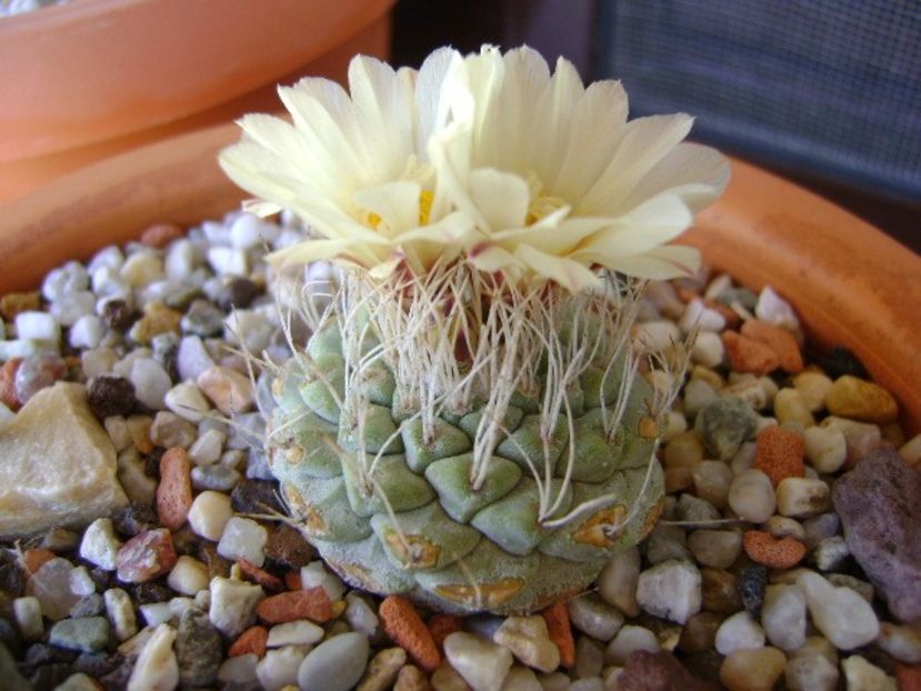 Strombocactus disciformis - Cactusi 2018 bis