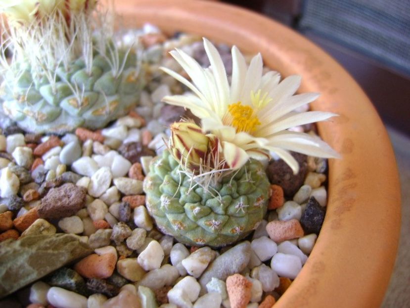 Strombocactus disciformis ssp. jarmillae, Vizzaron, Mx. - Cactusi 2018 bis