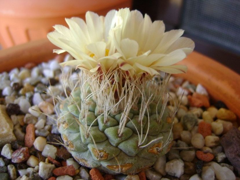 Strombocactus disciformis - Cactusi 2018 bis