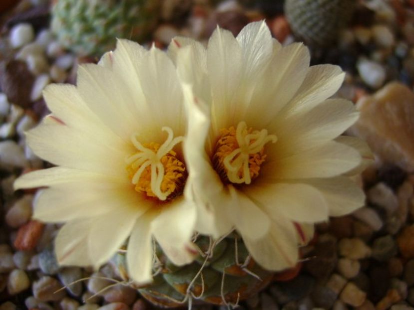 Strombocactus disciformis - Cactusi 2018 bis