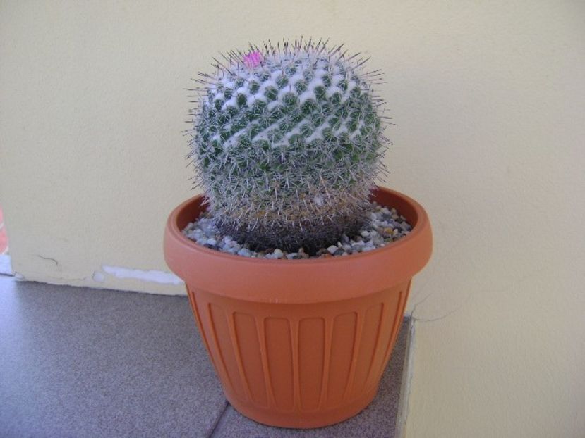 Mammillaria formosa ssp. chionocephala - Cactusi 2018 bis