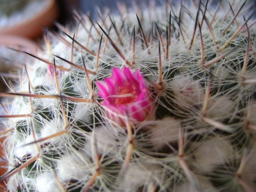 Mammillaria formosa ssp. chionocephala - Cactusi 2018 bis