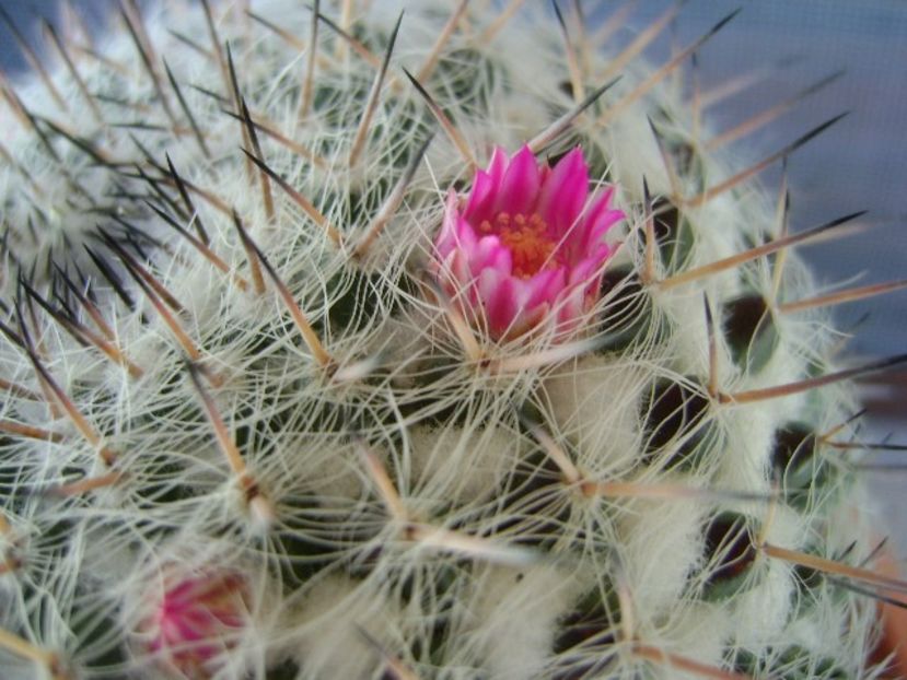 Mammillaria formosa ssp. chionocephala - Cactusi 2018 bis
