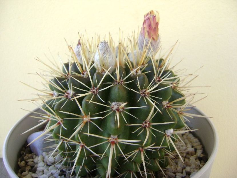 Notocactus mammulosus (Parodia mammulosa) - Cactusi 2018 bis