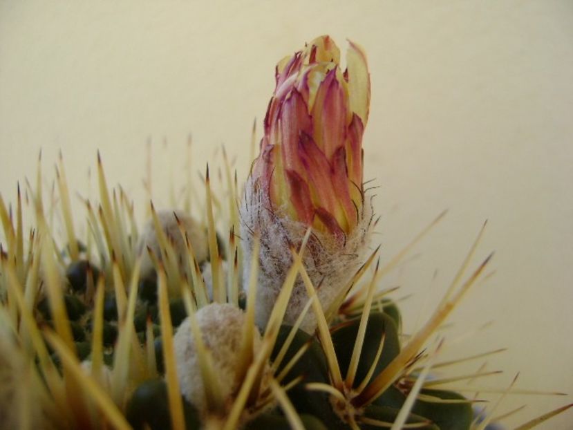 Notocactus mammulosus (Parodia mammulosa) - Cactusi 2018 bis
