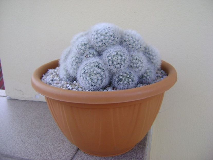Mammillaria laui f. dasyacantha - Cactusi 2018 bis