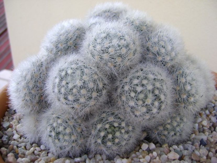Mammillaria laui f. dasyacantha - Cactusi 2018 bis