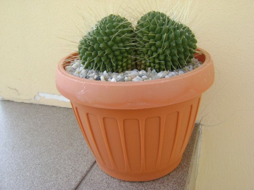 Mammillaria spinosissima cv. Un Pico - Cactusi 2018 bis