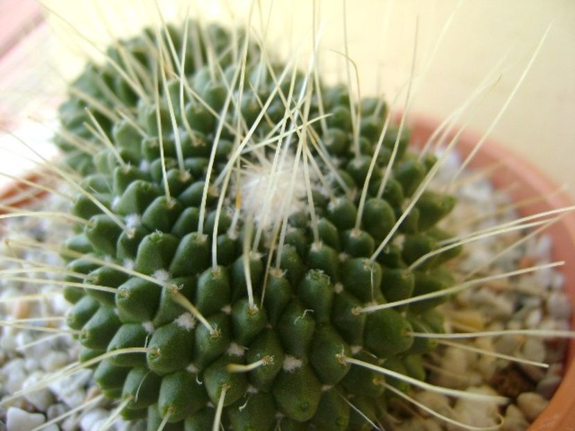 Mammillaria spinosissima cv. Un Pico - Cactusi 2018 bis