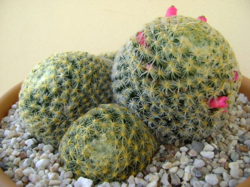 Mammillaria schiedeana - Cactusi 2018 bis