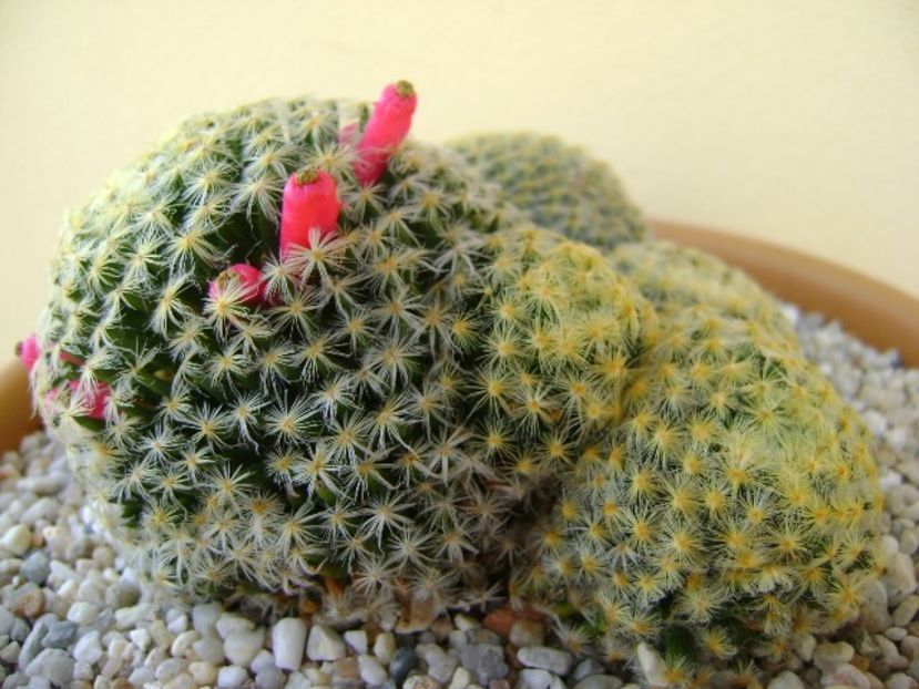 Mammillaria schiedeana - Cactusi 2018 bis