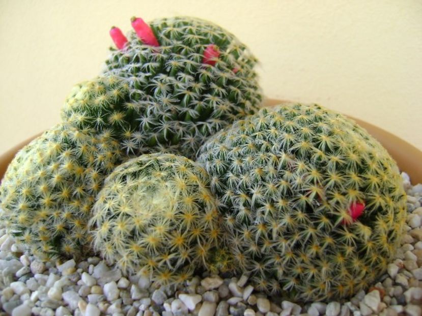 Mammillaria schiedeana - Cactusi 2018 bis