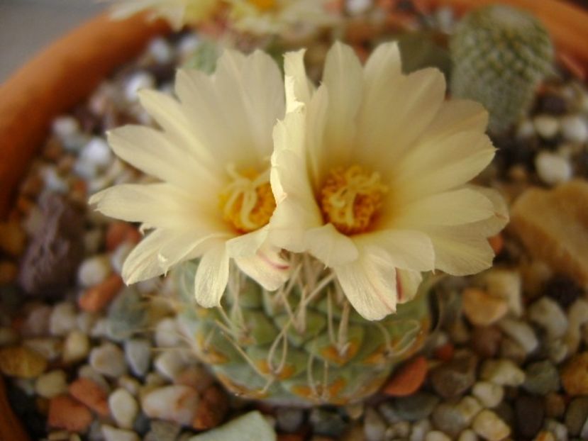 Strombocactus disciformis - Cactusi 2018 bis