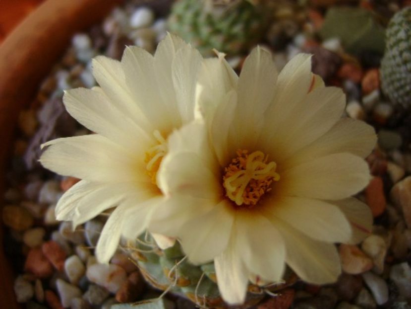 Strombocactus disciformis - Cactusi 2018 bis