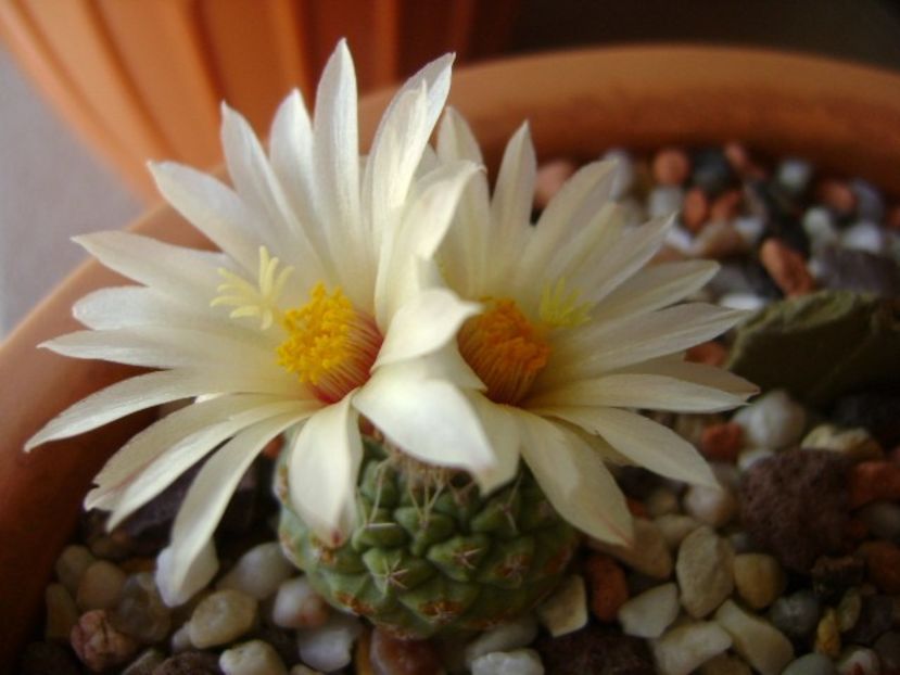 Strombocactus disciformis ssp. jarmillae, Vizzaron, Mx. - Cactusi 2018 bis