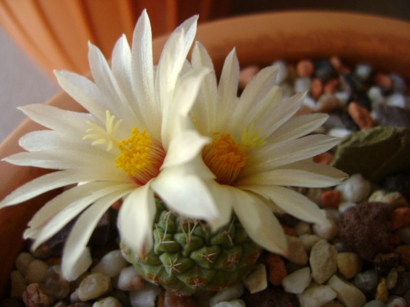 Strombocactus disciformis ssp. jarmillae, Vizzaron, Mx. - Cactusi 2018 bis