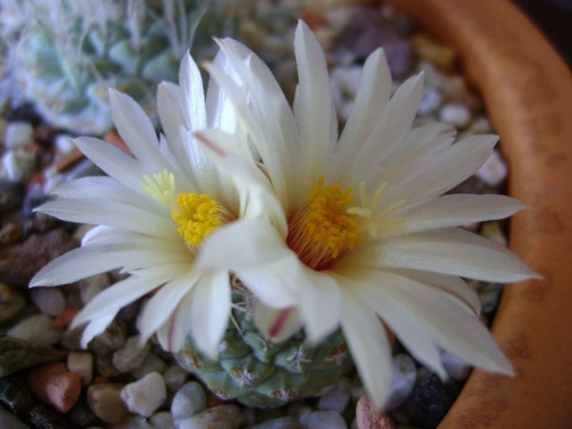 Strombocactus disciformis ssp jarmillae, Vizzaron, Mx. - Cactusi 2018 bis