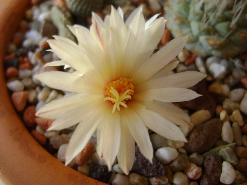 Strombocactus disciformis ssp jarmillae, Vizzaron, Mx - Cactusi 2018 bis