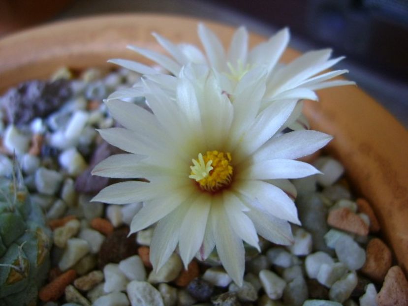 Strombocactus disciformis ssp jarmillae, Vizzaron, Mx. - Cactusi 2018 bis