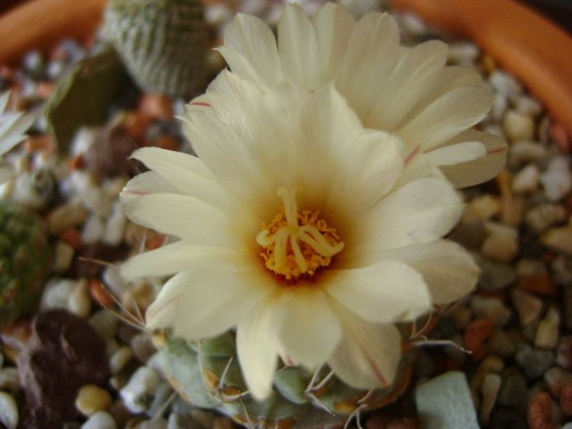 Strombocactus disciformis - Cactusi 2018 bis