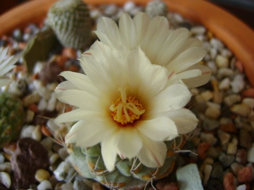 Strombocactus disciformis - Cactusi 2018 bis