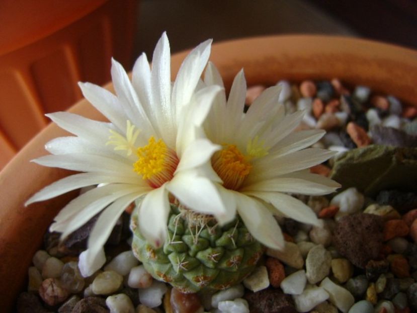 Strombocactus disciformis ssp. jarmillae, Vizzaron, Mx. - Cactusi 2018 bis