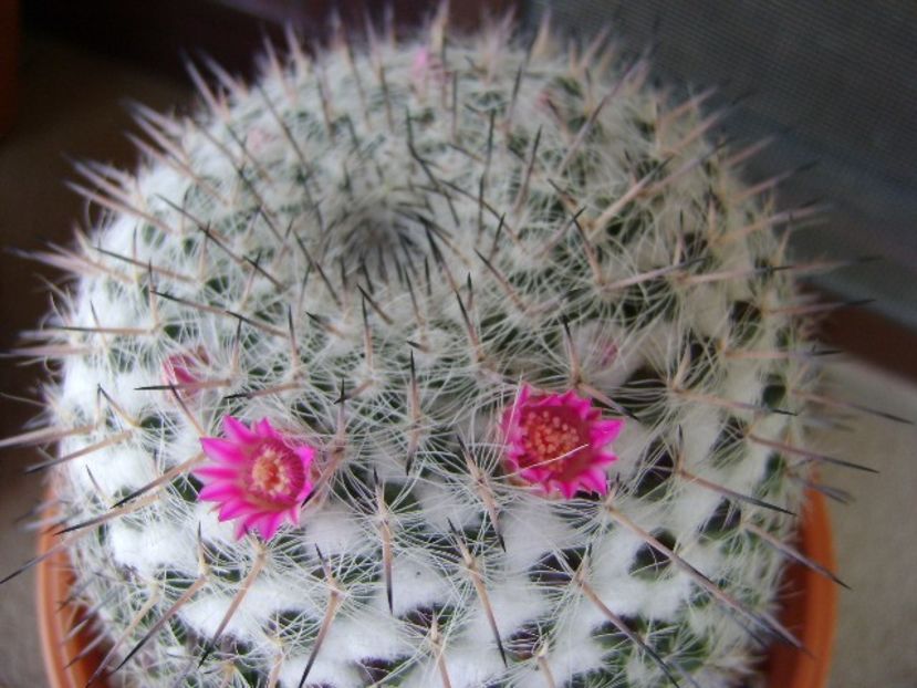 Mammillaria formosa ssp. chionocephala - Cactusi 2018 bis