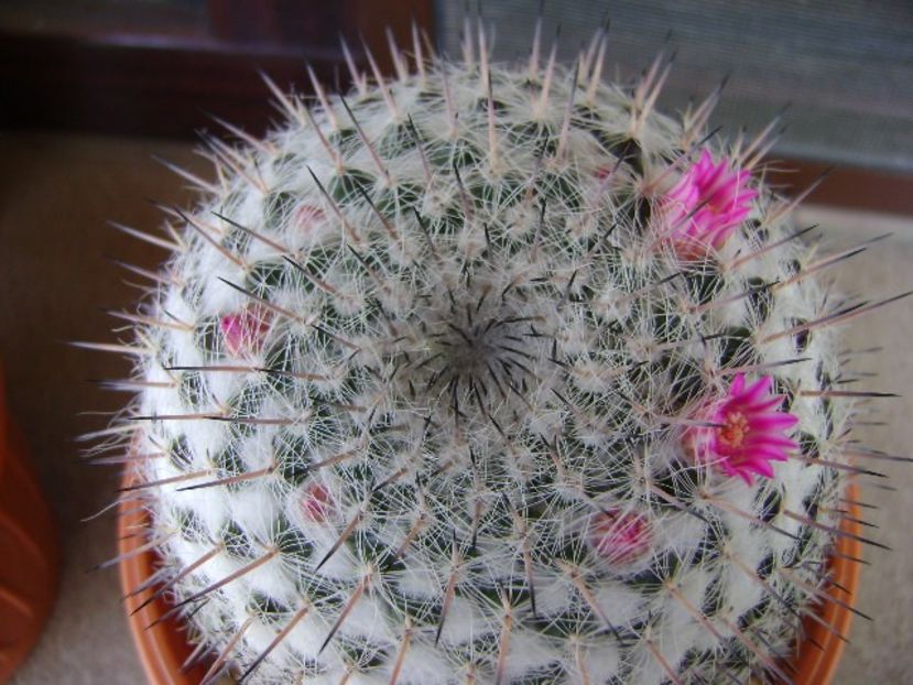 Mammillaria formosa ssp. chionocephala - Cactusi 2018 bis