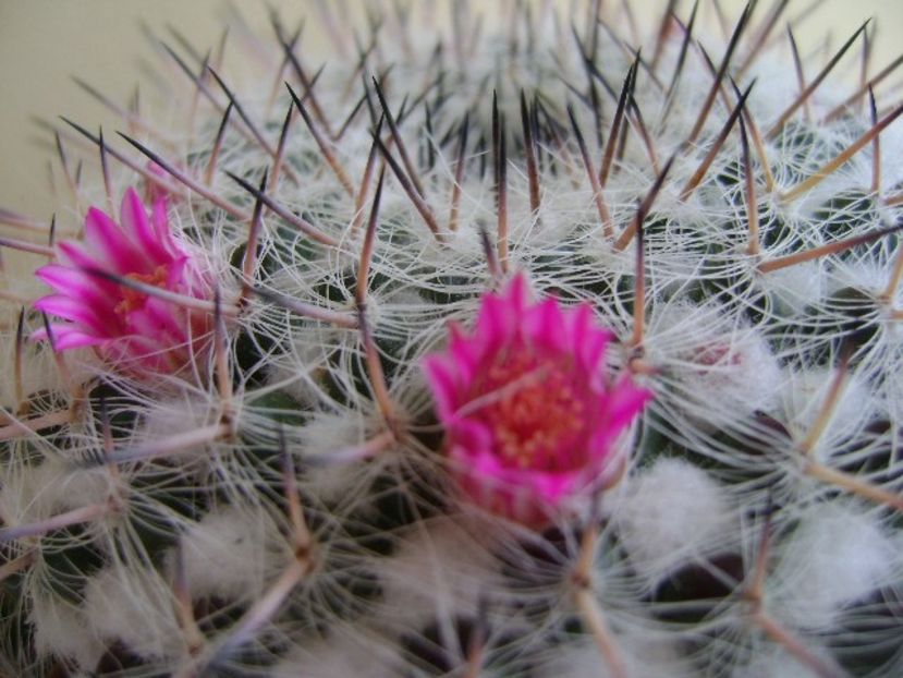 Mammillaria formosa ssp. chionocephala - Cactusi 2018 bis
