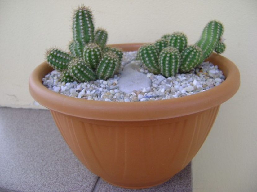 Chamaecereus sylvestris hb. & Chamaelobivia hb. - Cactusi 2018 bis