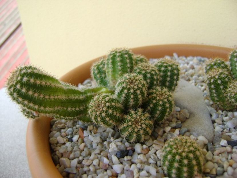 Chamaecereus sylvestris hb. & Chamaelobivia hb. - Cactusi 2018 bis
