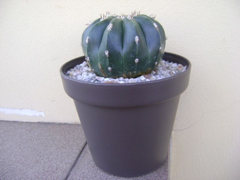 Melocactus maxonii - Cactusi 2018 bis