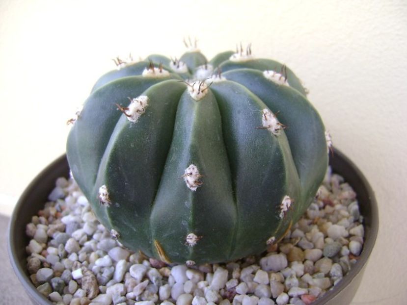 Melocactus maxonii - Cactusi 2018 bis