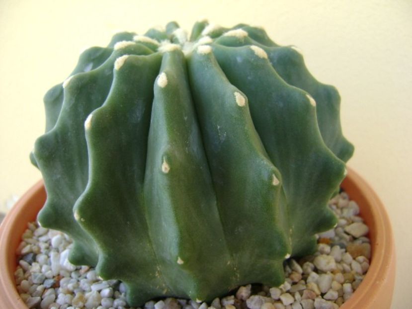 Ferocactus glaucescens f. inermis - Cactusi 2018 bis