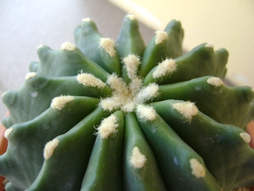 Ferocactus glaucescens f. inermis - Cactusi 2018 bis