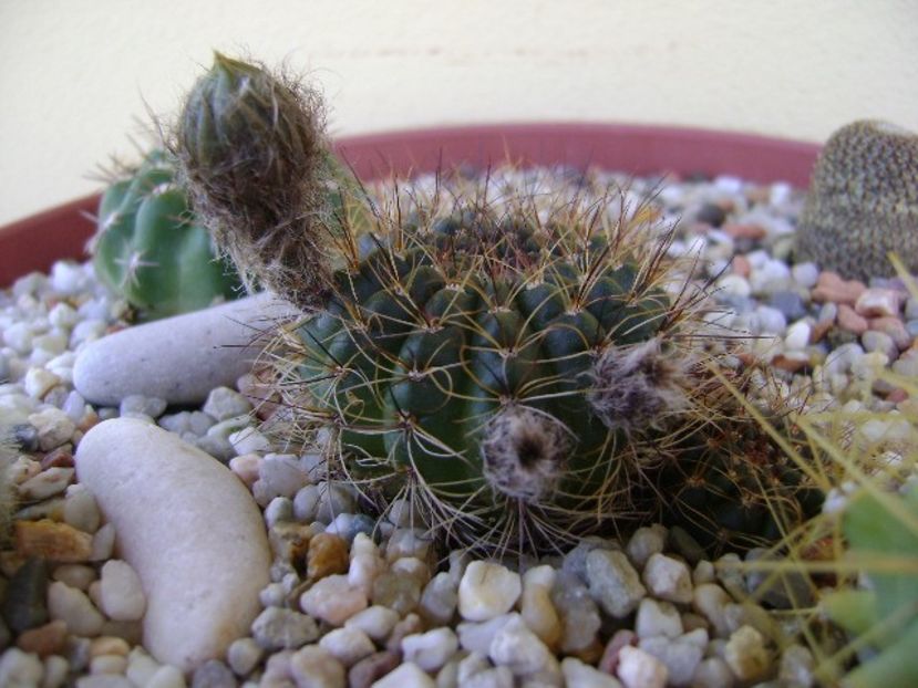 Lobivia arachnacantha v. densiseta (Echinopsis ancistrophora ssp. arachnacantha) - Cactusi 2018 bis