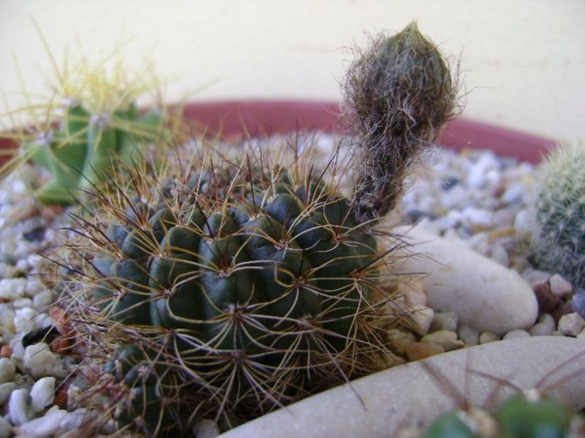 Lobivia arachnacantha v. densiseta (Echinopsis ancistrophora ssp. arachnacantha) - Cactusi 2018 bis
